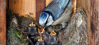 Camera in nest box: livestream and timelapse for every breeding season